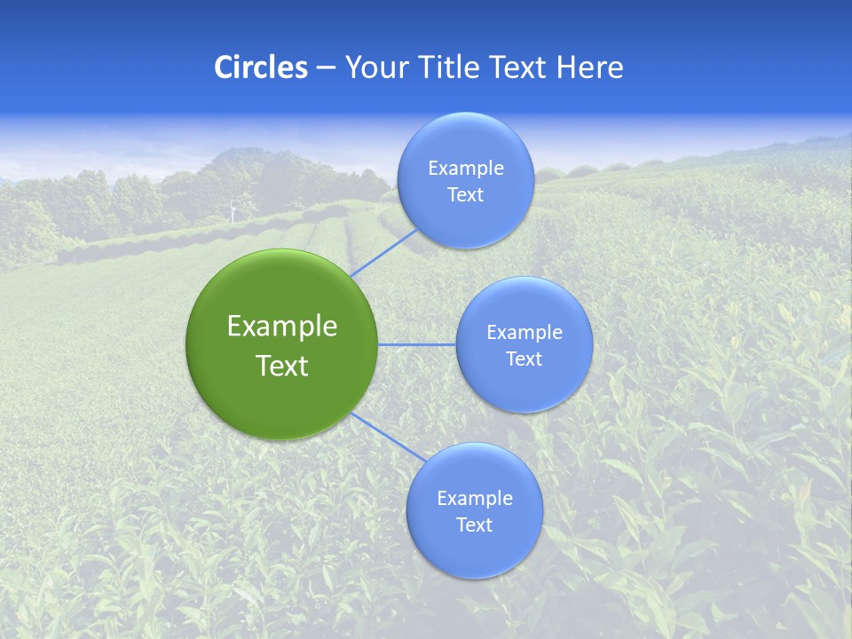 Tea Leaves PowerPoint Template