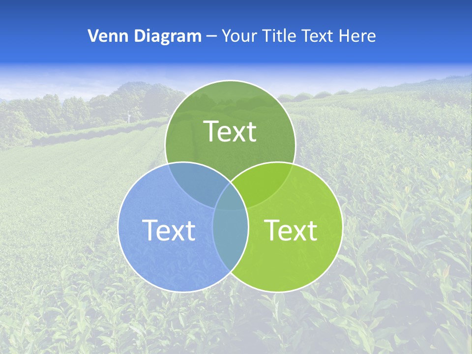 Tea Leaves PowerPoint Template
