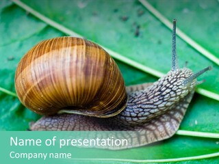 Snail On Leaf PowerPoint Template