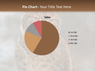 Zoo Food Cat PowerPoint Template