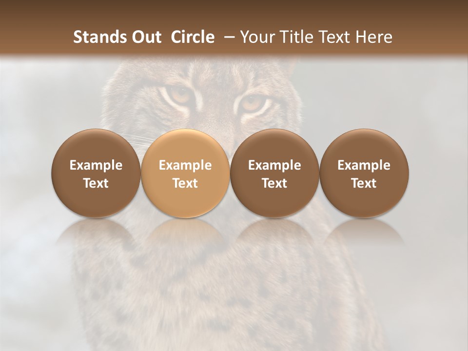 Zoo Food Cat PowerPoint Template