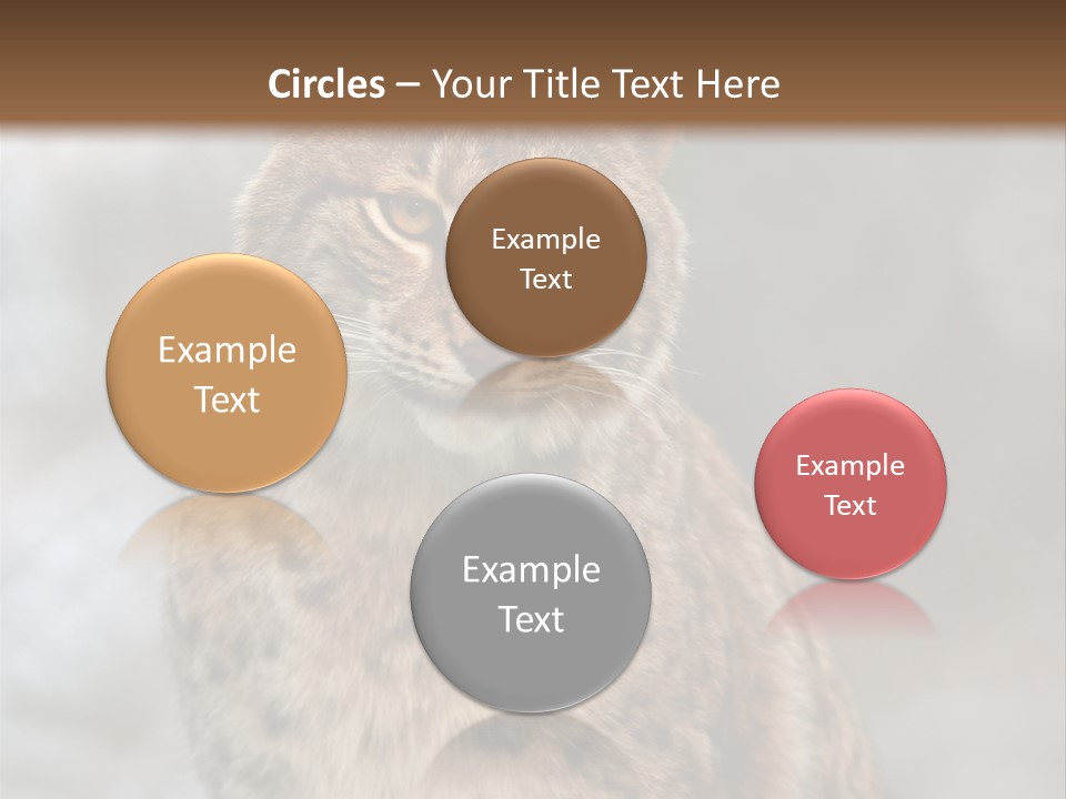 Zoo Food Cat PowerPoint Template