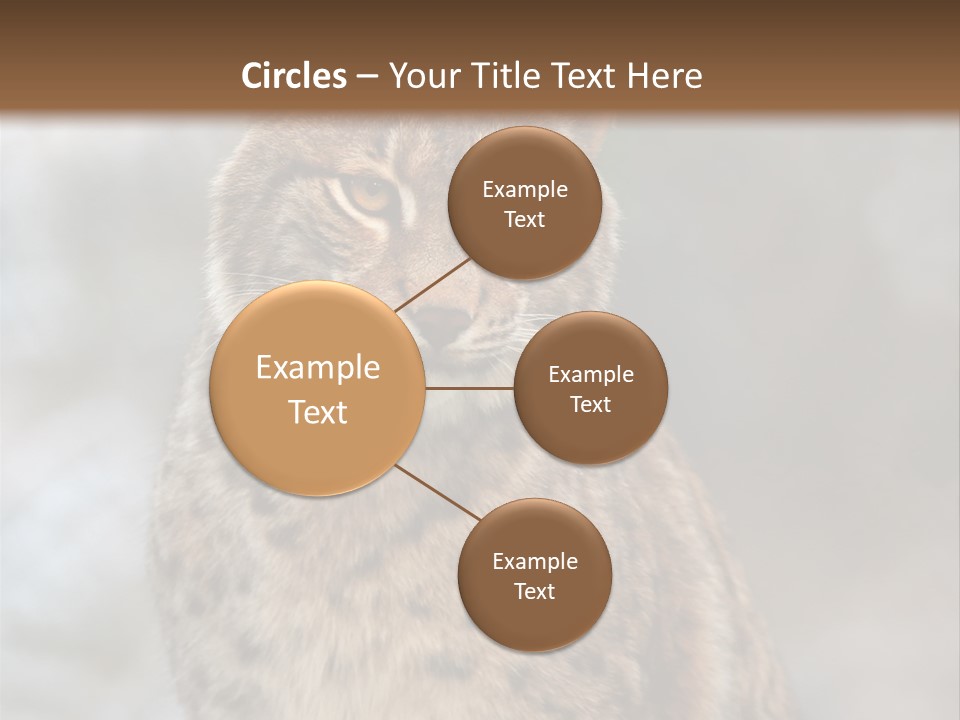 Zoo Food Cat PowerPoint Template