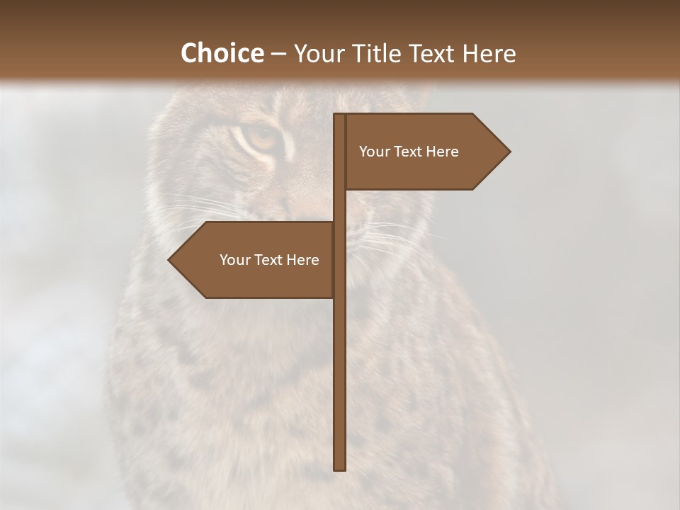 Zoo Food Cat PowerPoint Template