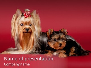 Yorkshire Terrier PowerPoint Template