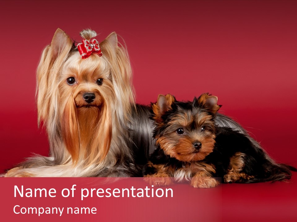 Yorkshire Terrier PowerPoint Template