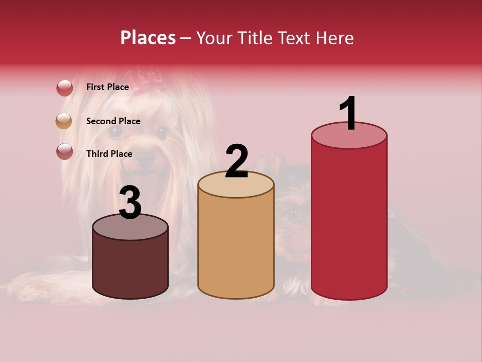 Yorkshire Terrier PowerPoint Template