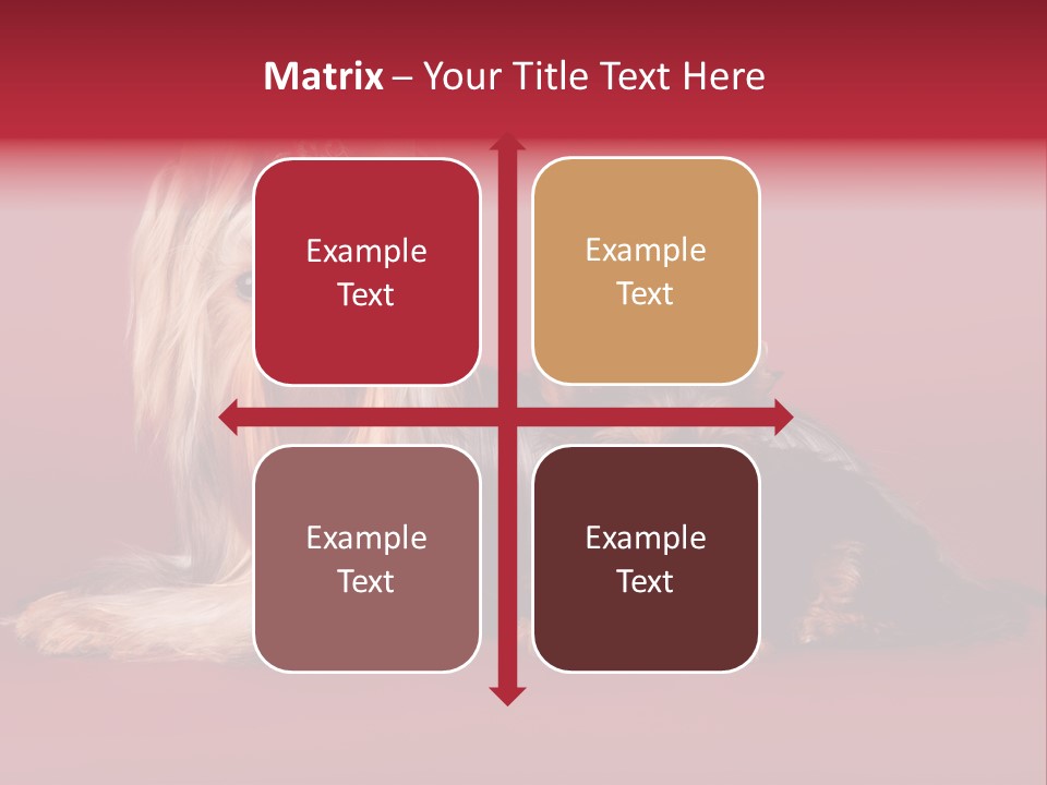 Yorkshire Terrier PowerPoint Template