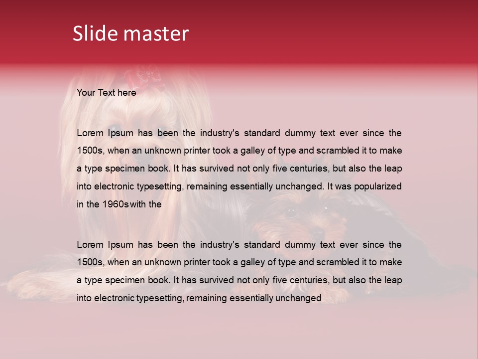 Yorkshire Terrier PowerPoint Template