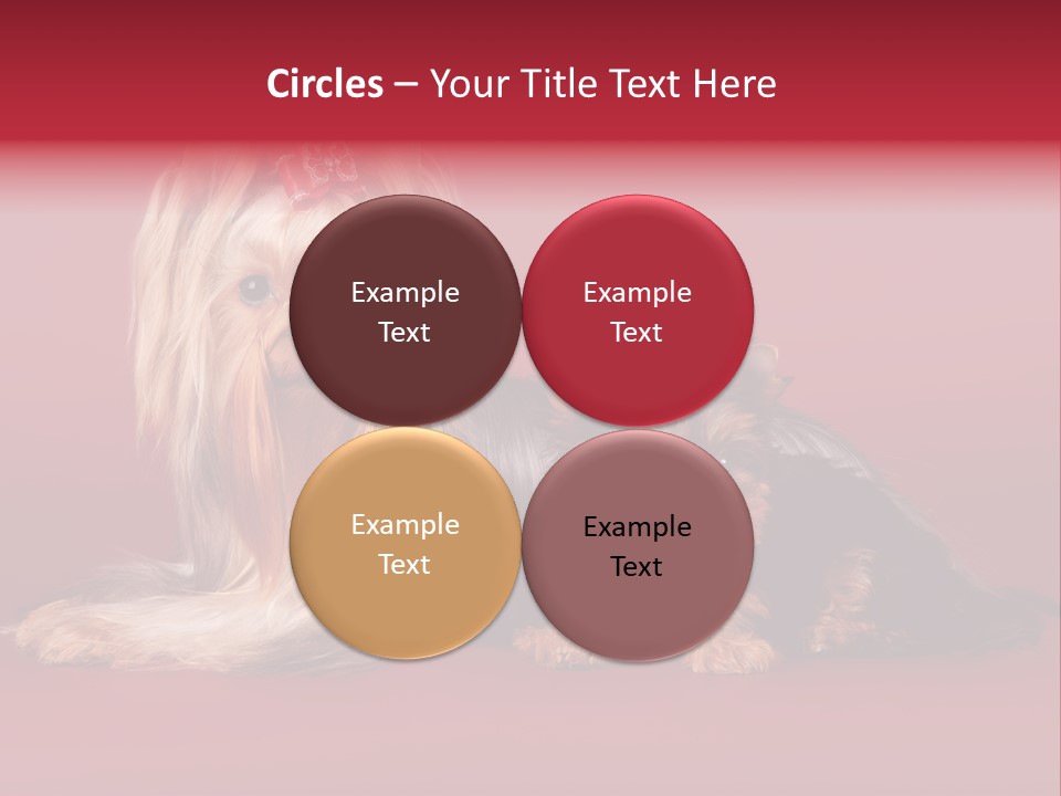 Yorkshire Terrier PowerPoint Template