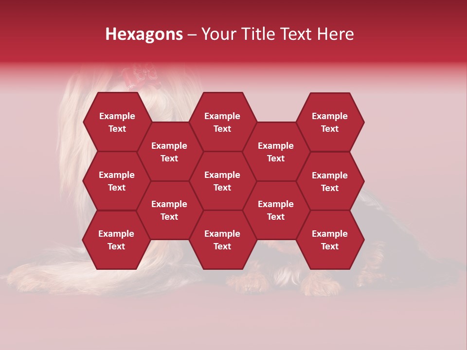 Yorkshire Terrier PowerPoint Template