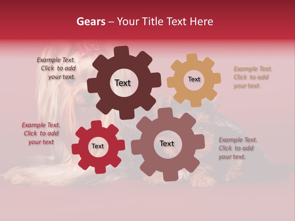 Yorkshire Terrier PowerPoint Template