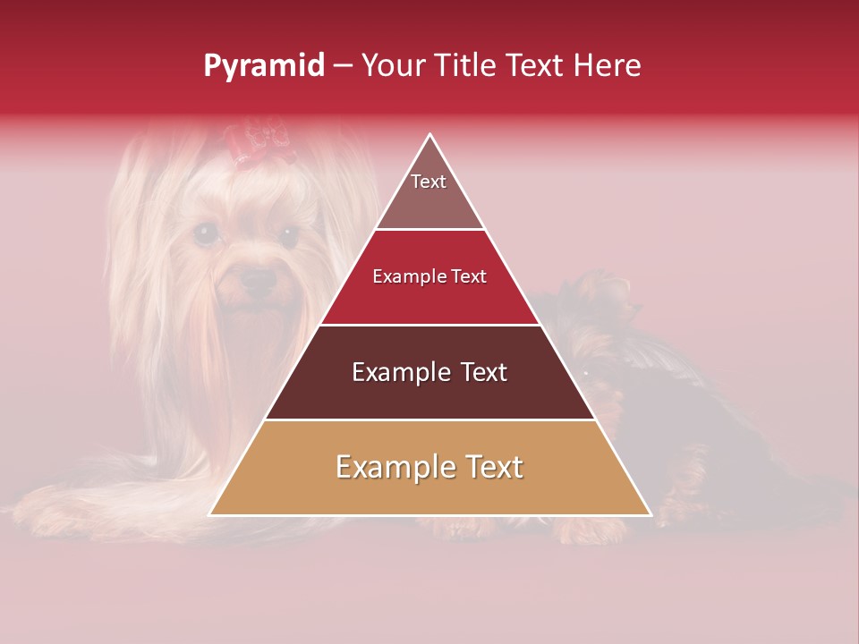 Yorkshire Terrier PowerPoint Template