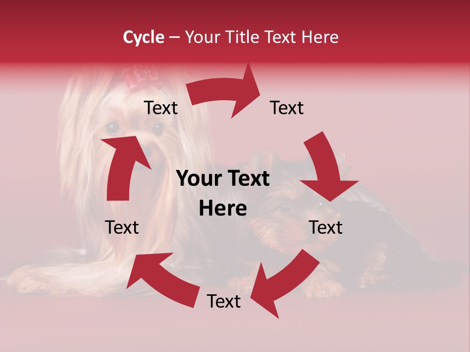 Yorkshire Terrier PowerPoint Template