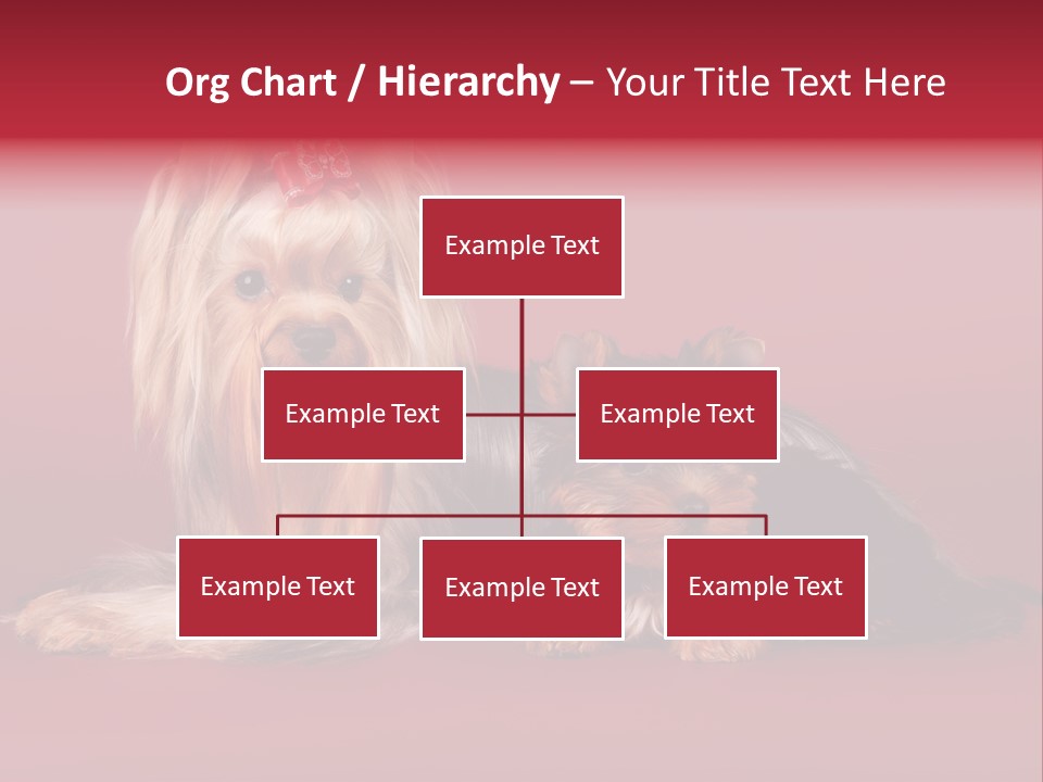 Yorkshire Terrier PowerPoint Template