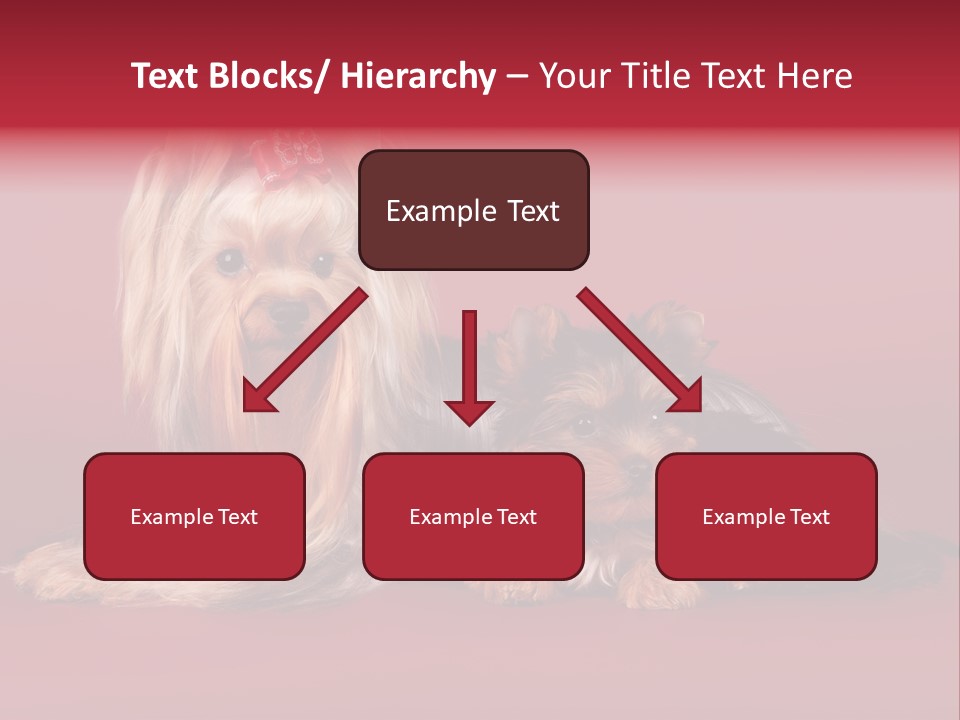 Yorkshire Terrier PowerPoint Template