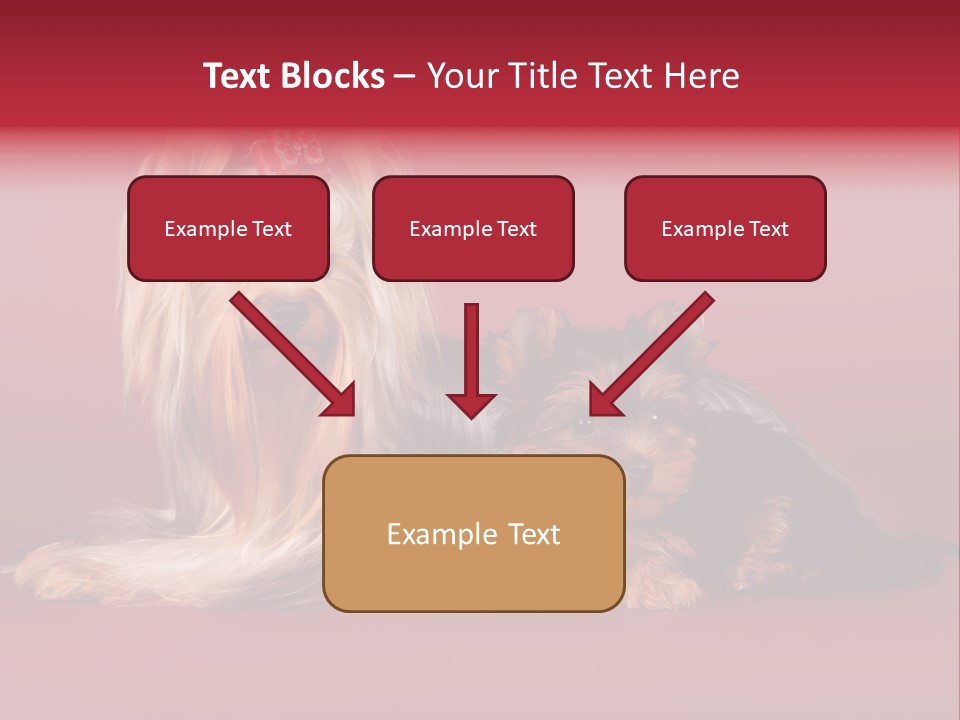 Yorkshire Terrier PowerPoint Template