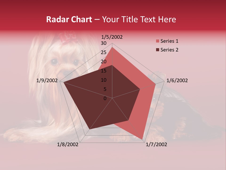 Yorkshire Terrier PowerPoint Template