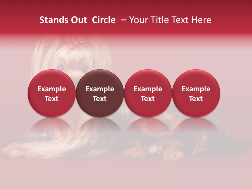 Yorkshire Terrier PowerPoint Template