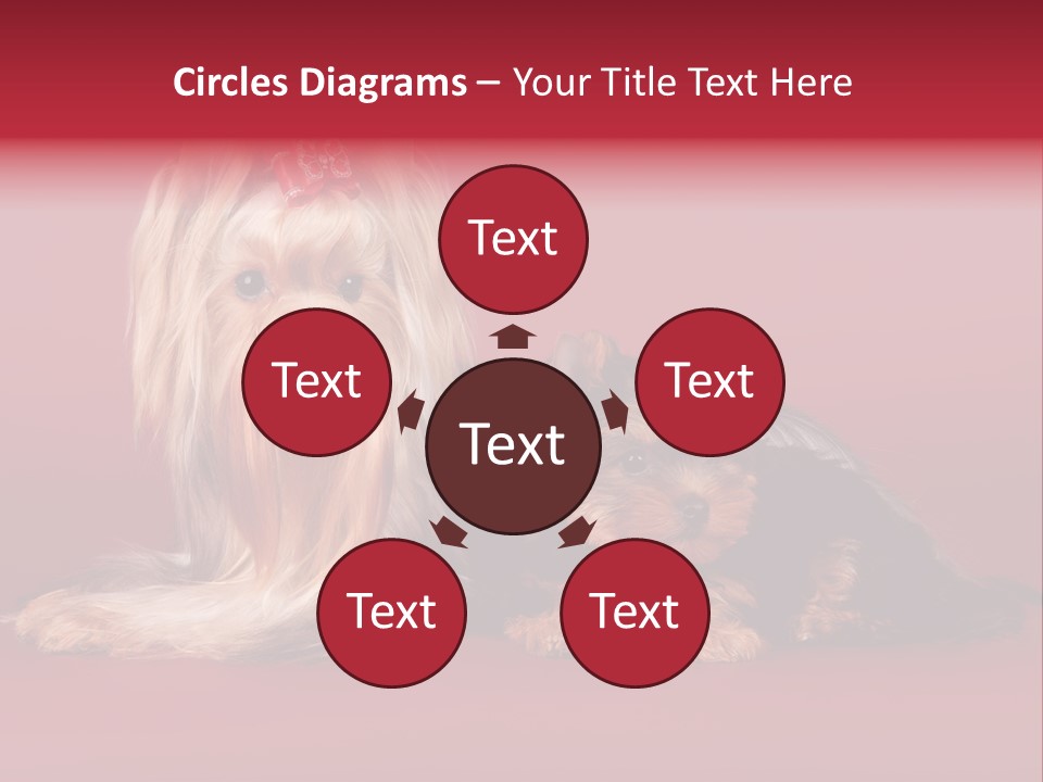 Yorkshire Terrier PowerPoint Template