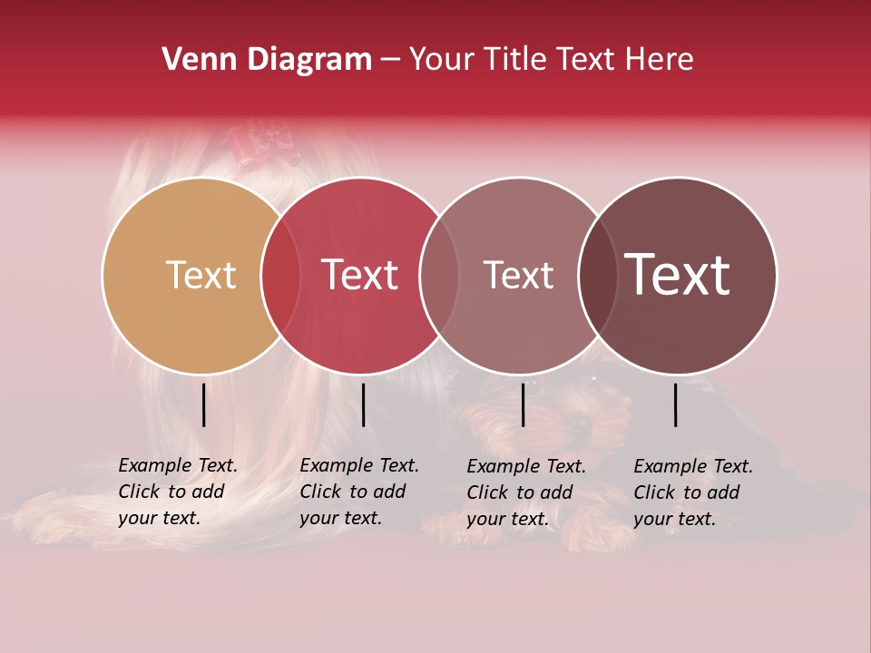 Yorkshire Terrier PowerPoint Template