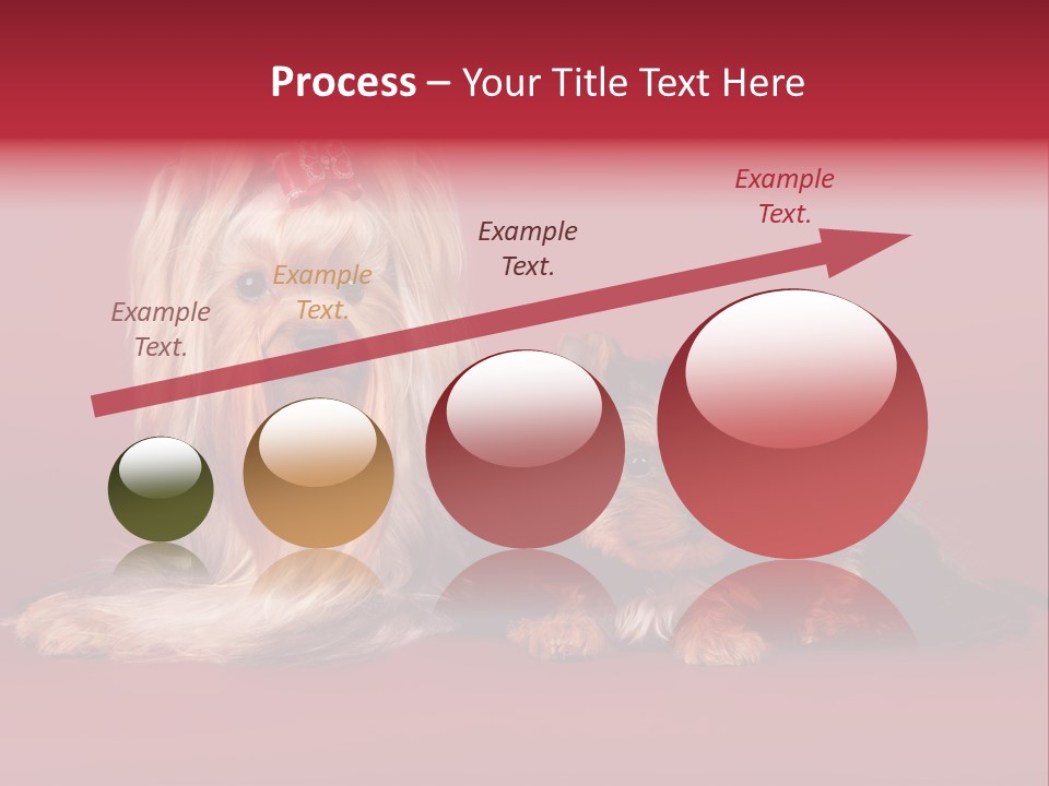 Yorkshire Terrier PowerPoint Template