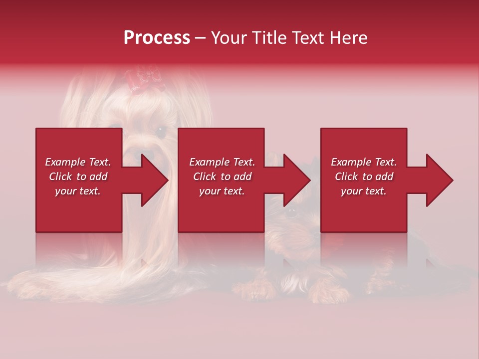 Yorkshire Terrier PowerPoint Template