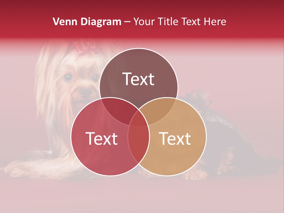 Yorkshire Terrier PowerPoint Template