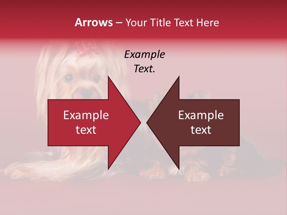 Yorkshire Terrier PowerPoint Template