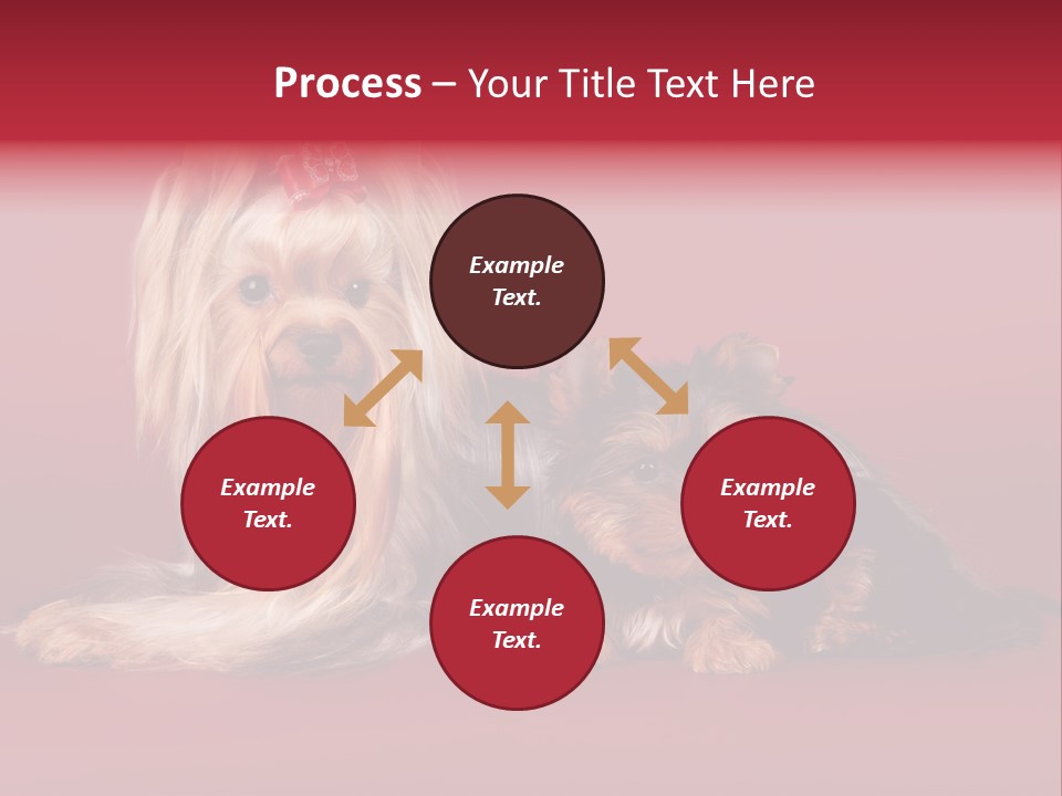 Yorkshire Terrier PowerPoint Template