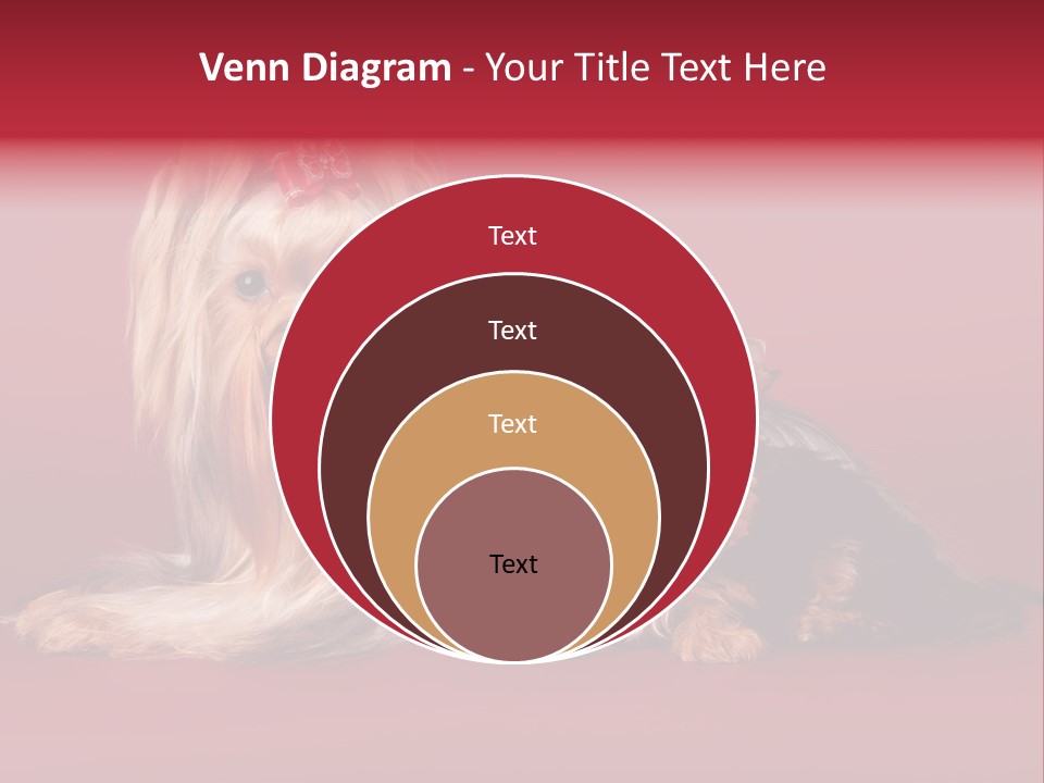 Yorkshire Terrier PowerPoint Template