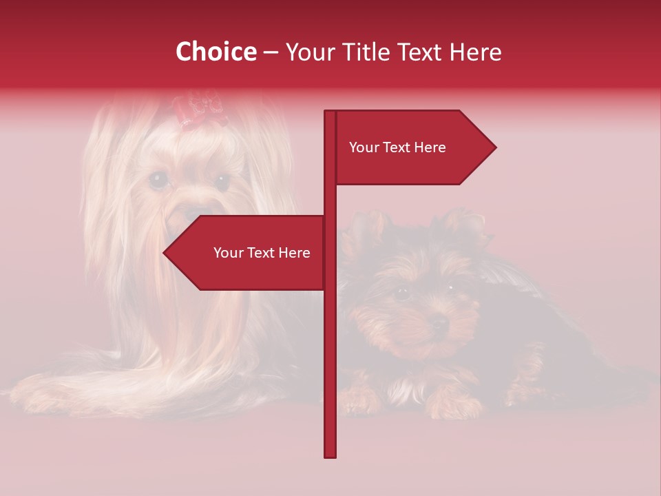 Yorkshire Terrier PowerPoint Template