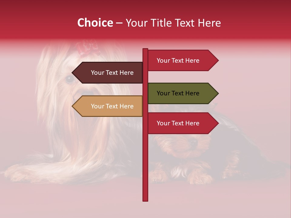 Yorkshire Terrier PowerPoint Template