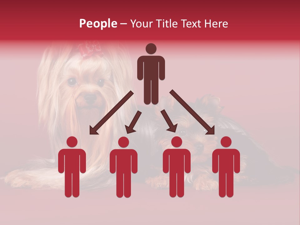 Yorkshire Terrier PowerPoint Template