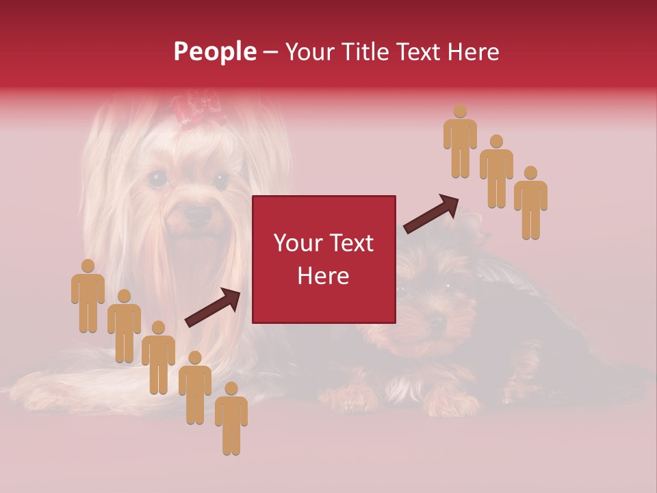 Yorkshire Terrier PowerPoint Template