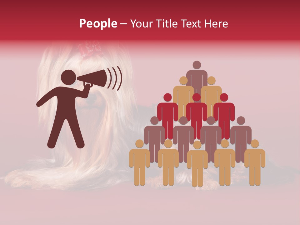 Yorkshire Terrier PowerPoint Template