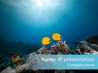 Underwater Fish PowerPoint Template