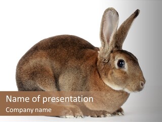 Rabbit Little Bunny PowerPoint Template