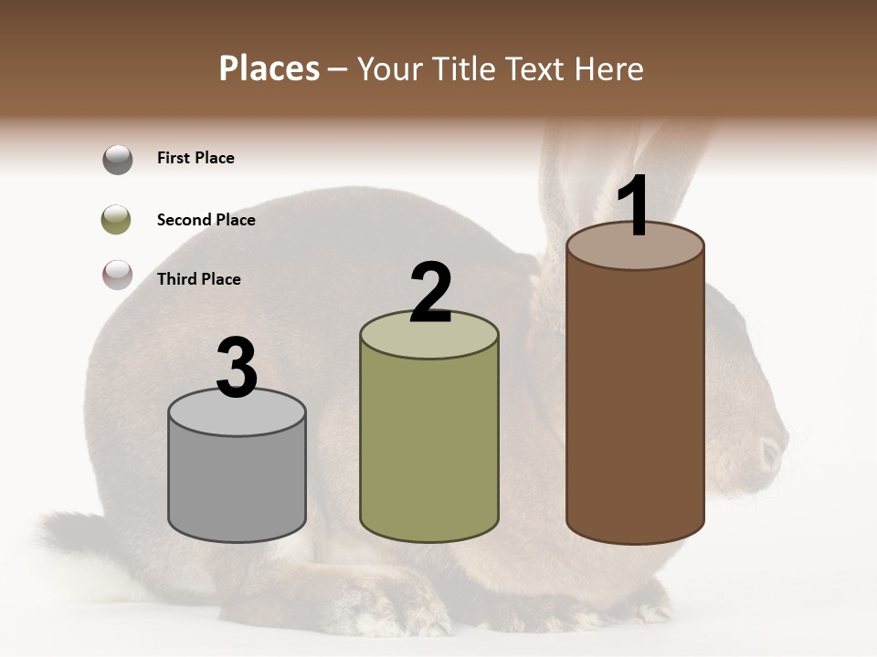 Rabbit Little Bunny PowerPoint Template