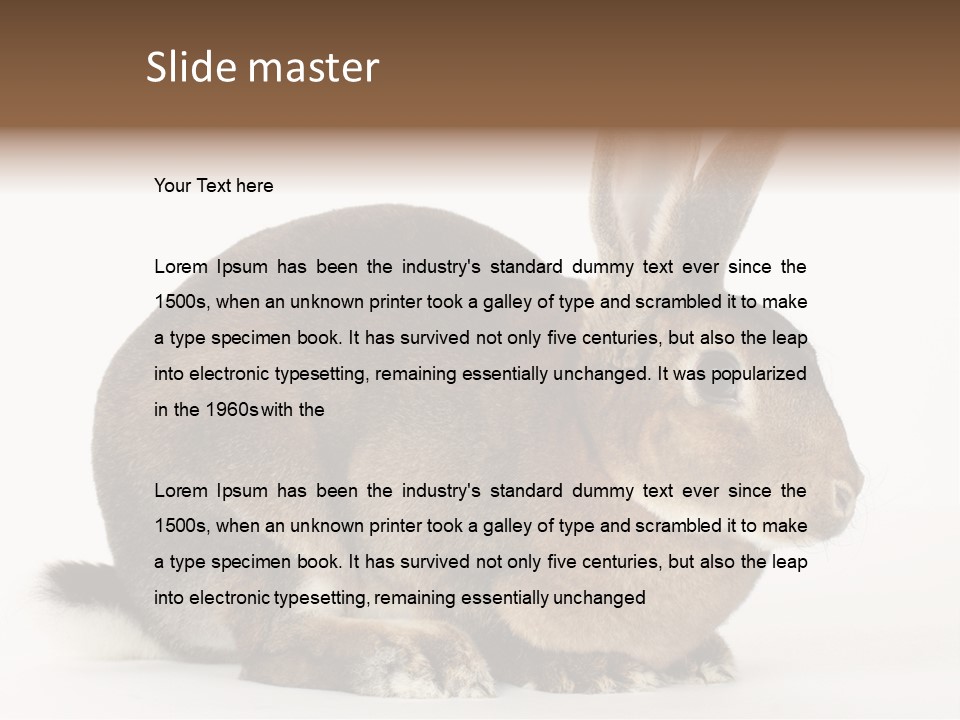 Rabbit Little Bunny PowerPoint Template