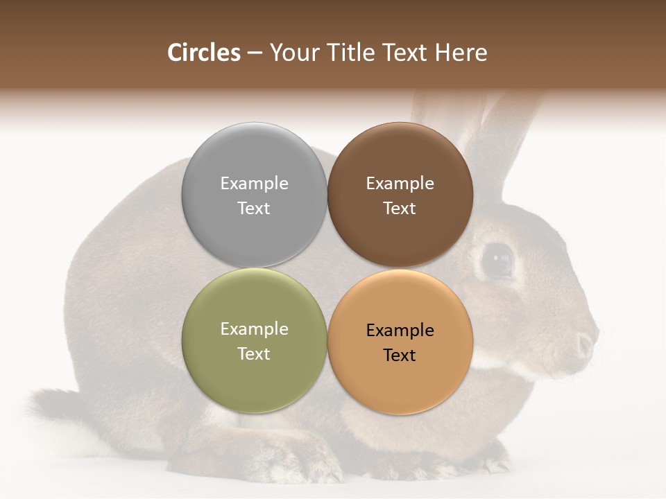Rabbit Little Bunny PowerPoint Template