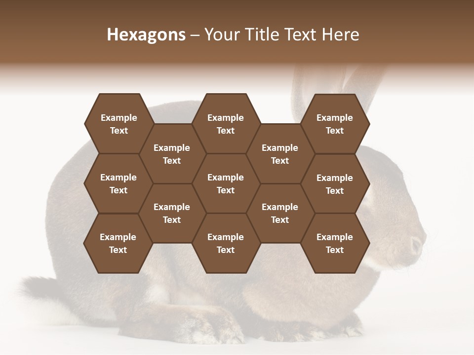 Rabbit Little Bunny PowerPoint Template