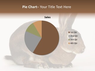 Rabbit Little Bunny PowerPoint Template