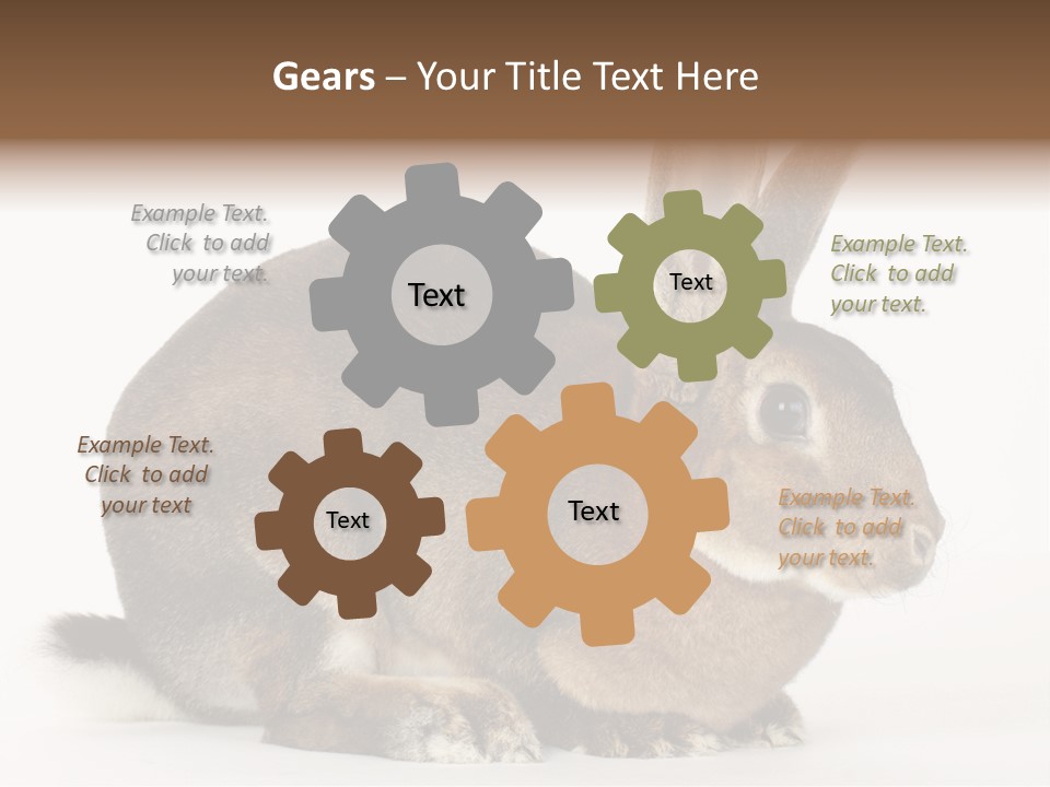 Rabbit Little Bunny PowerPoint Template