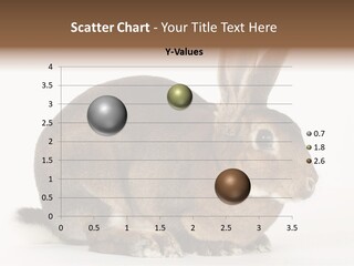 Rabbit Little Bunny PowerPoint Template