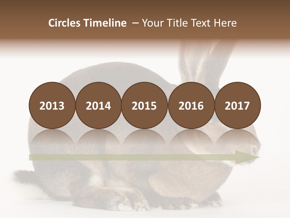 Rabbit Little Bunny PowerPoint Template