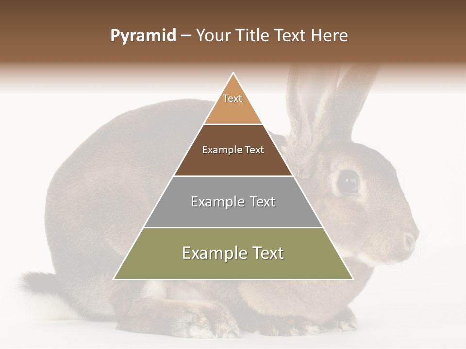 Rabbit Little Bunny PowerPoint Template