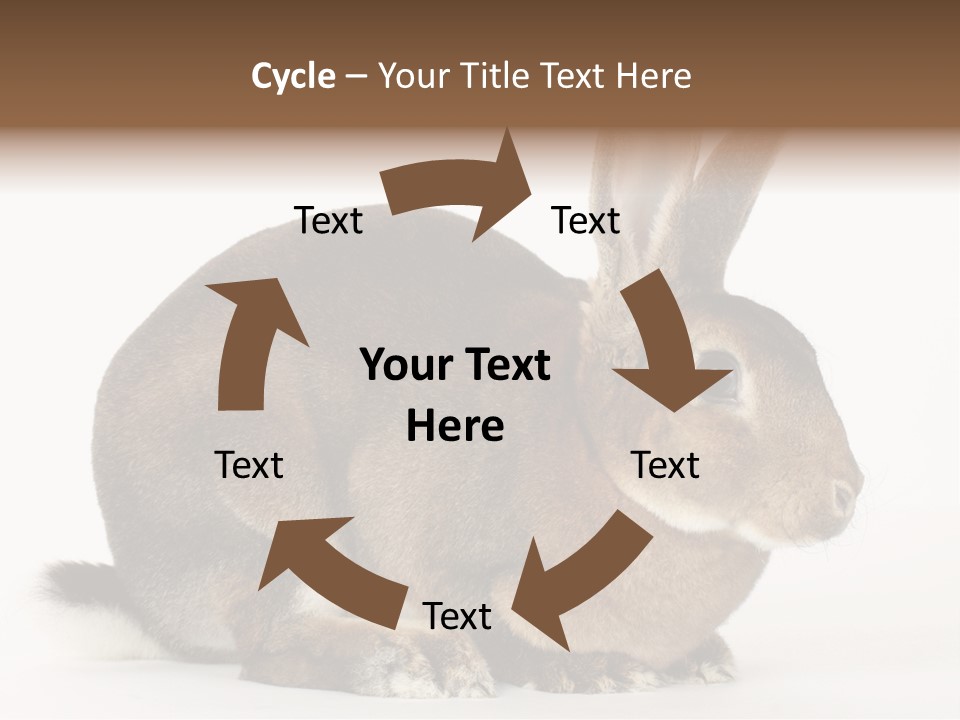 Rabbit Little Bunny PowerPoint Template