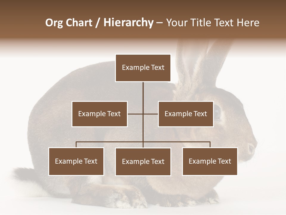 Rabbit Little Bunny PowerPoint Template