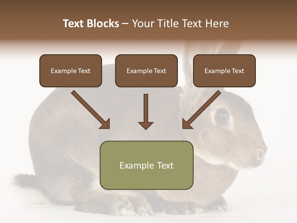 Rabbit Little Bunny PowerPoint Template